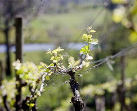 Elan Vineyard And Winery - Tourism TAS 0