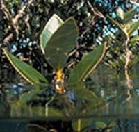 Jawbone Marine Sanctuary - Tourism TAS
