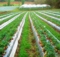 Kookaberry Strawberry Farm - Tourism TAS