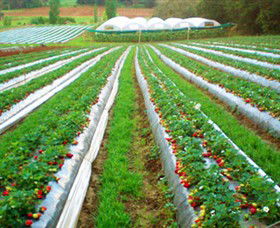 Kookaberry Strawberry Farm - Hobart Tourism 0