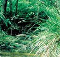 Lerderderg State Park - Tourism TAS