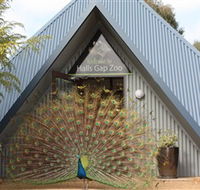 Halls Gap Zoo - Hobart Tourism