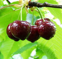Red Hill Cherry Farm - Tourism TAS