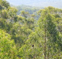 Bunyip State Park - Tourism TAS