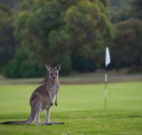 Anglesea Golf Club - Hobart Tourism