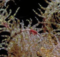 Point Danger Marine Sanctuary - Hobart Tourism