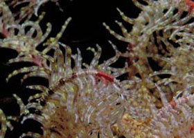 Point Danger Marine Sanctuary - Hobart Tourism 0