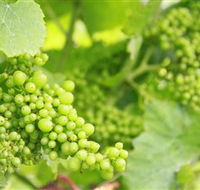 Waratah Hills Vineyard - Tourism TAS