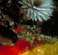 Point Cooke Marine Sanctuary - Tourism TAS