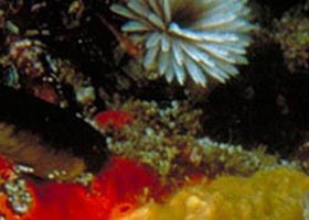 Point Cooke Marine Sanctuary - Tourism TAS 0