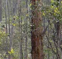 Heathcote-Graytown National Park - Tourism TAS