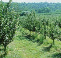 Pettys Orchard - Tourism TAS