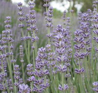 Warratina Lavender Farm - Tourism TAS