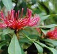Alfred National Park - Tourism TAS