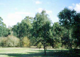 Sweeneys Flat - Tourism TAS 0