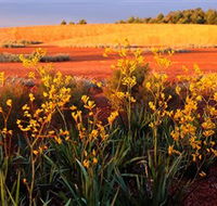 Royal Botanic Gardens Victoria Cranbourne - Tourism TAS