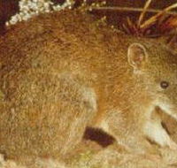 The Pines Flora and Fauna Reserve - Tourism TAS