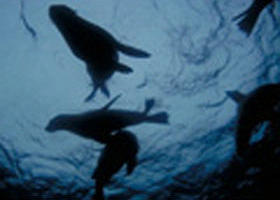 The Arches Marine Sanctuary - Tourism TAS 0