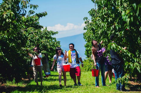Cherryhill Orchards - Hobart Tourism 4