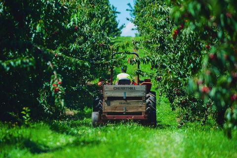 Cherryhill Orchards - Hobart Tourism 7