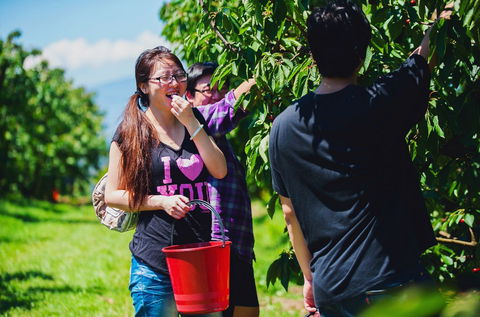 Cherryhill Orchards - Hobart Tourism 9
