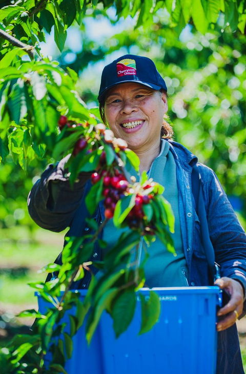 Cherryhill Orchards - Hobart Tourism 11