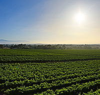 GREENSTONE VINEYARDS - Tourism TAS