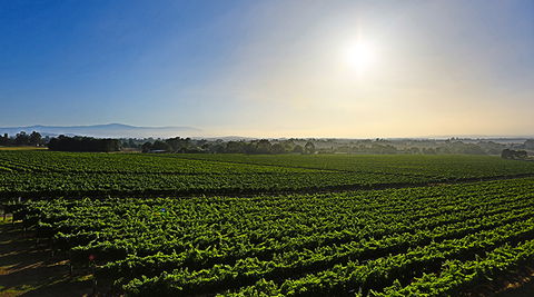 GREENSTONE VINEYARDS - Tourism TAS 0