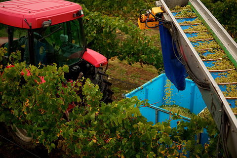 GREENSTONE VINEYARDS - Tourism TAS 3