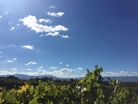 GREENSTONE VINEYARDS - Tourism TAS 5