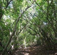 Eucalypt Trail - Tourism TAS