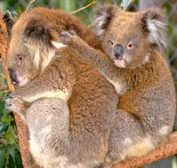 Shoalhaven Zoo - Hobart Tourism