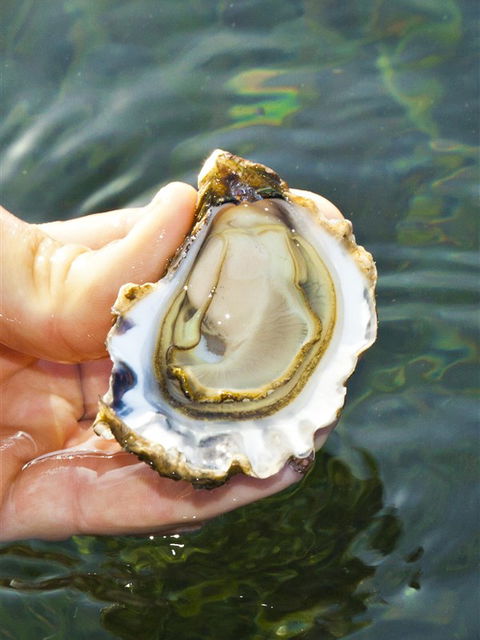 The Oyster Pot - Hobart Tourism 0
