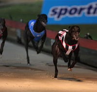 Dapto Dogs - Hobart Tourism