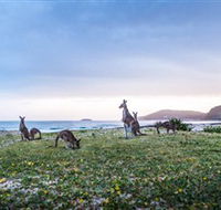 Pebbly Beach - Tourism TAS