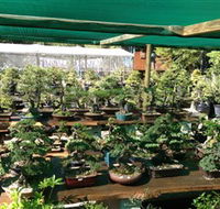 Bonsai at the Bay - Hobart Tourism