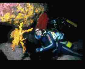 Solitary Islands Marine Park - Hobart Tourism 0