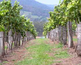 Villa D Esta Vineyard - Tourism TAS 1