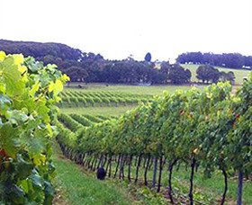 Banjo's Run Winery And Vineyard - Hobart Tourism 0