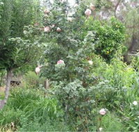 Tombstone Estate Vineyard - Hobart Tourism