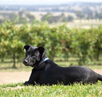 Moothi Estate Vineyard and Cellar Door - Hobart Tourism