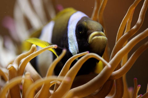 Solitary Islands Aquarium - Tourism TAS 1