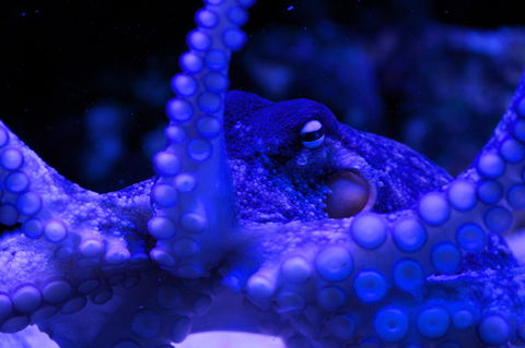 Solitary Islands Aquarium - Tourism TAS 2
