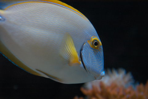 Solitary Islands Aquarium - Tourism TAS 3