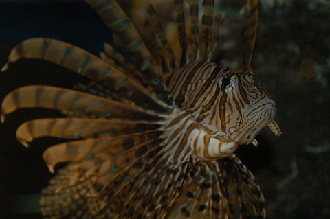 Solitary Islands Aquarium - Tourism TAS 4