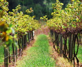 Fussy Grape Winery - Tourism TAS 2