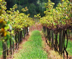 Fussy Grape Winery - Tourism TAS 1