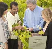 Jacob's Creek Vineyard Tour - Tourism TAS