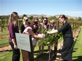 Jacob's Creek Vineyard Tour - Tourism TAS 2