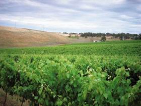 Uleybury Wines - Hobart Tourism 2